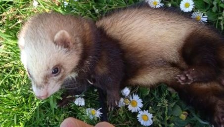 une image d'une furette dans les fleurs