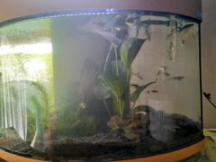 image de l'aquarium